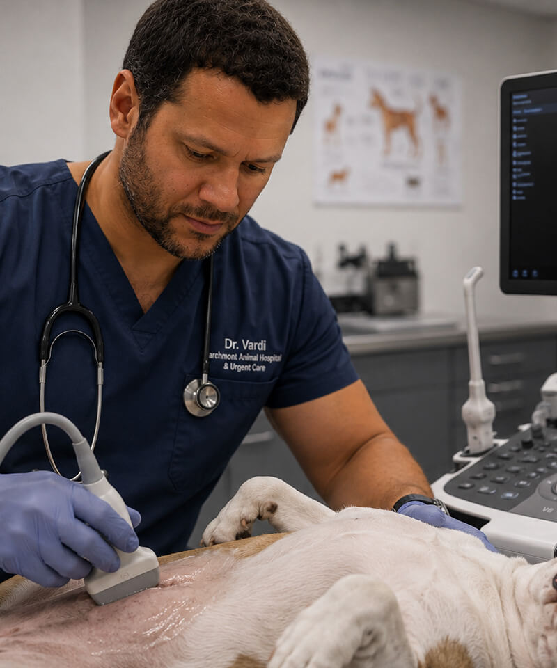 Veterinary care