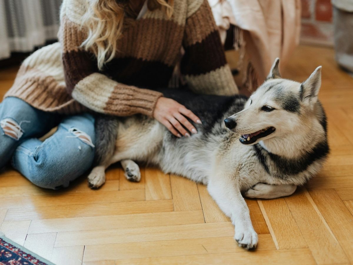 Veterinary care