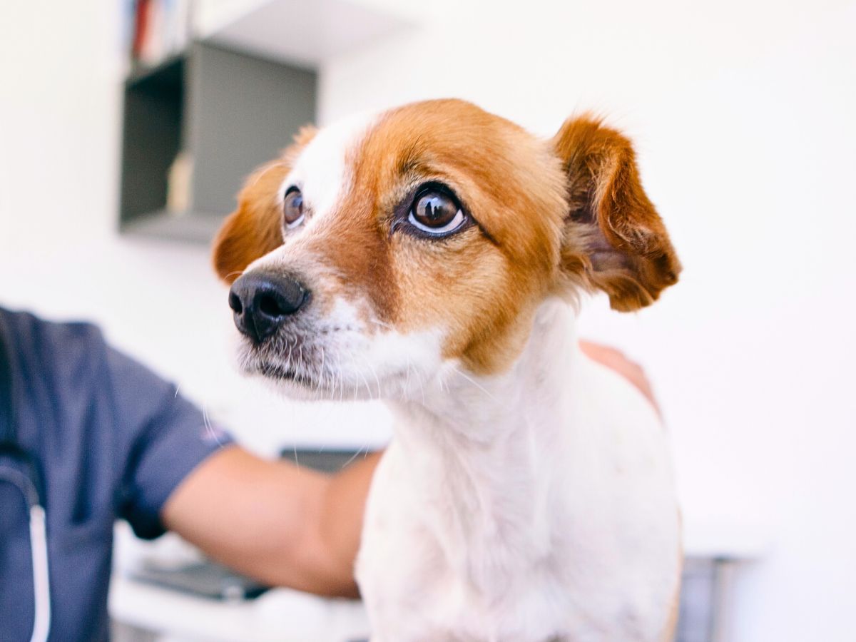 curious brown and white dog standing on exam table at the vet