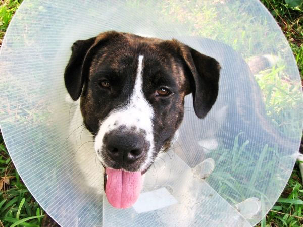 veterinarian examining a dogs ears