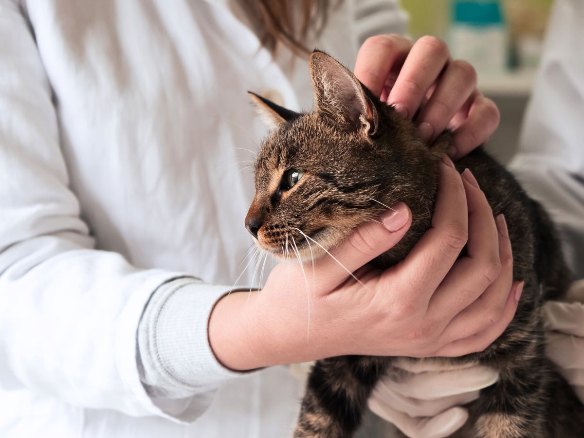 Dr-Vardi-800x960-1 cat being examined by a vet