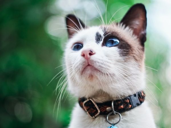 cat wearing a collar outside