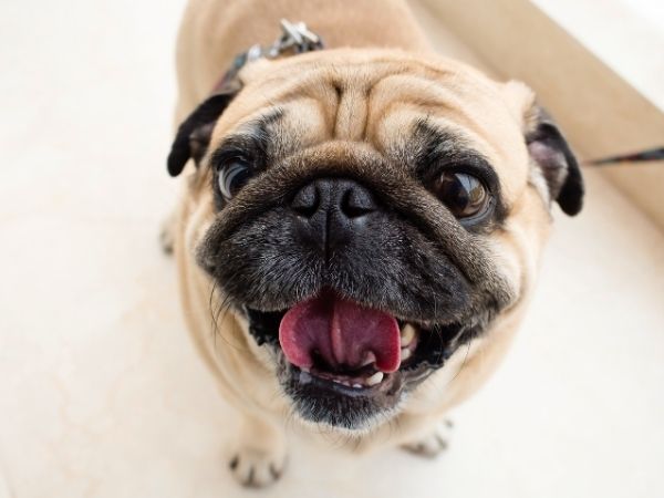 closeup of a happy pug on a leash