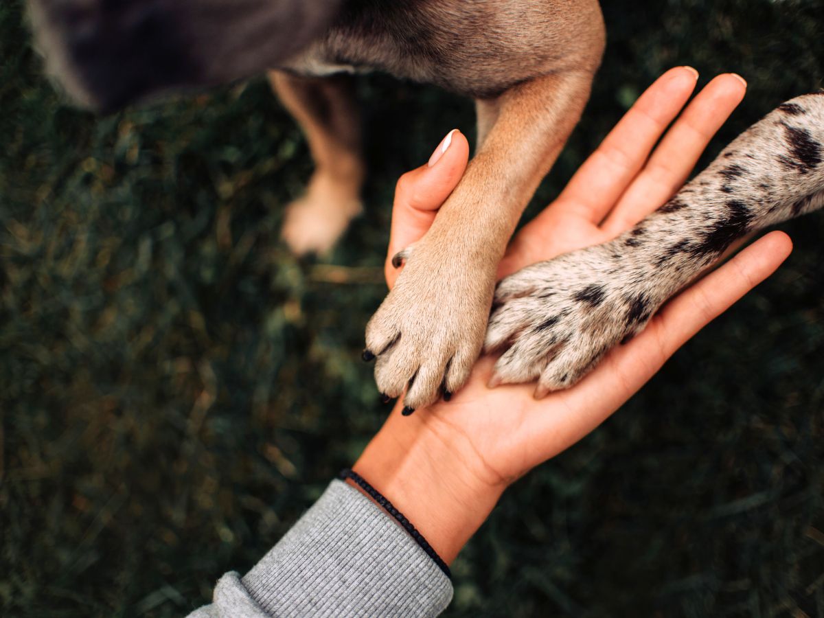 two dogs placing their paws on a person's hand outside