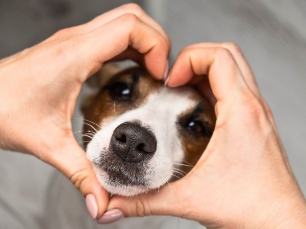 hands making a heart shape around a dog's muzzle