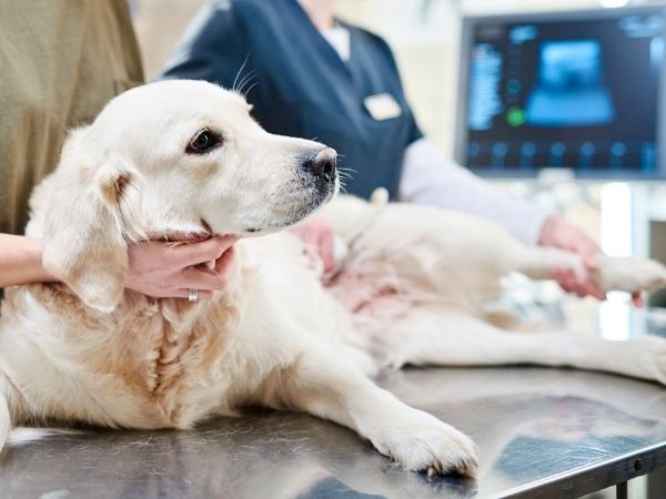 large dog receiving an ultrasound at the vet