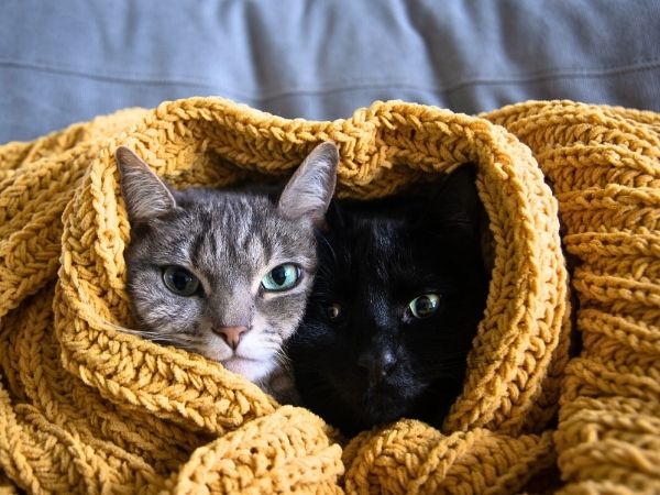 two cats snuggling under a knit yellow blanket