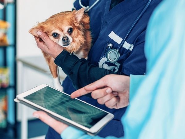 brown and white dog wearing a cone outside