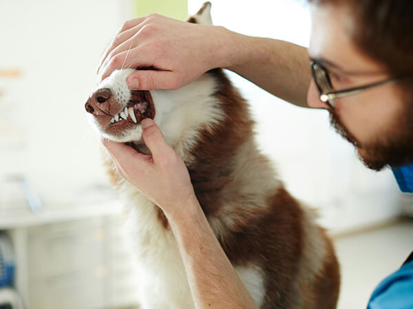 veterinarian doing a dental exam on a husky dog