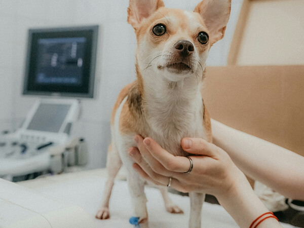 person performing an ultrasound on a small dog in a veterinary clinic