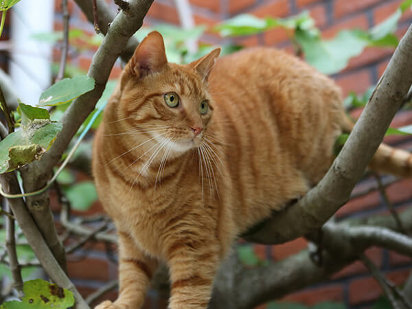 orange cat walking through branches outside