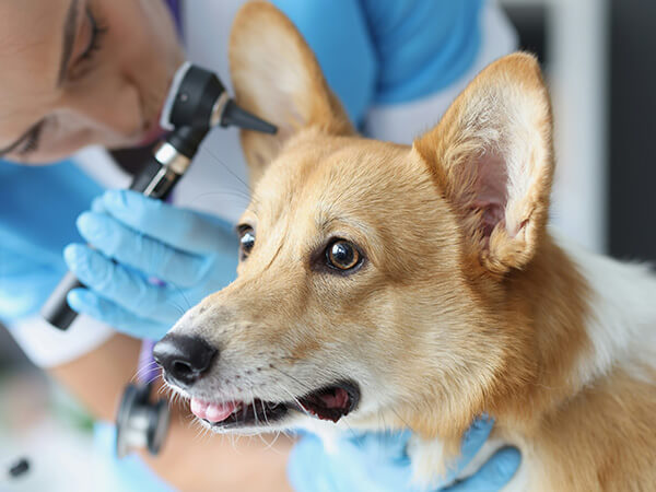 veterinary team examining a dog's x-ray on a tablet