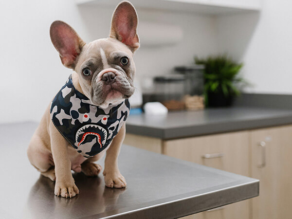 french bulldog puppy sitting on a metal exam table in a veterinary clinic