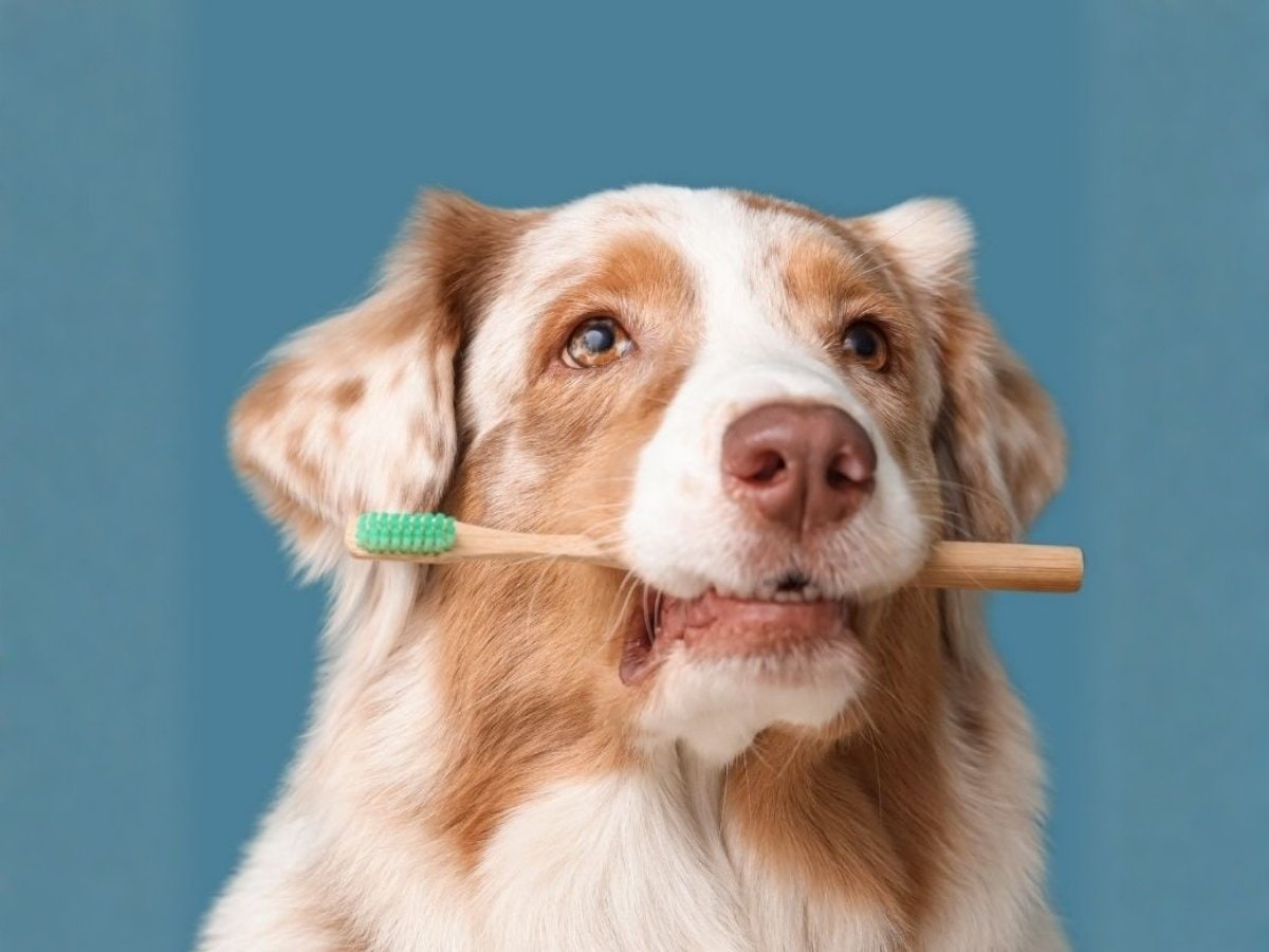 Dr-Vardi-800x960-1 A dog with brown and white fur holds a toothbrush with green bristles in its mouth against a blue background.