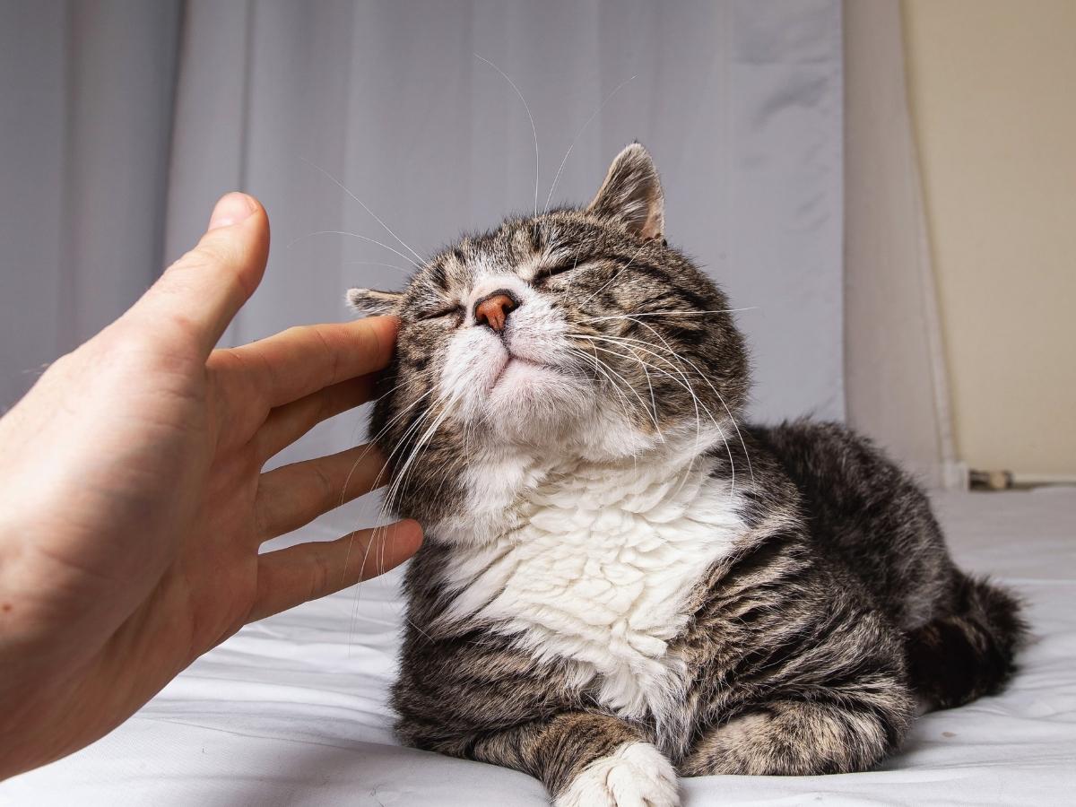 A person's hand gently pets a tabby cat on the head, causing it to close its eyes in contentment.
