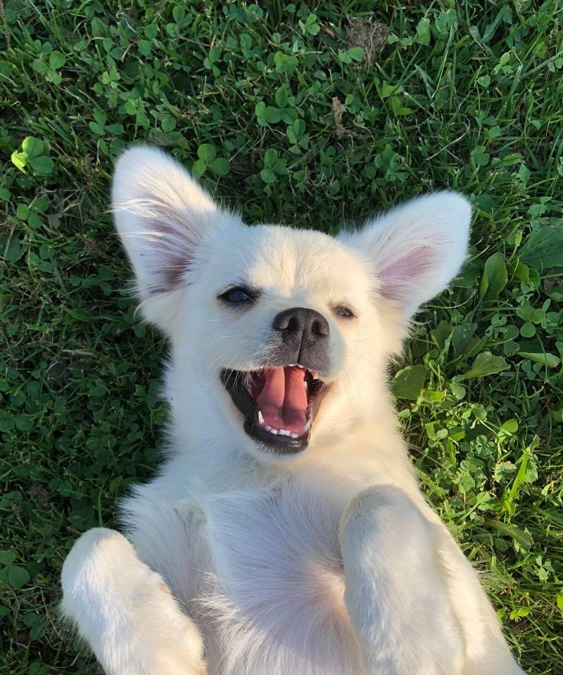 A white dog lies on its back in the grass with its mouth open and tongue out, appearing to smile.