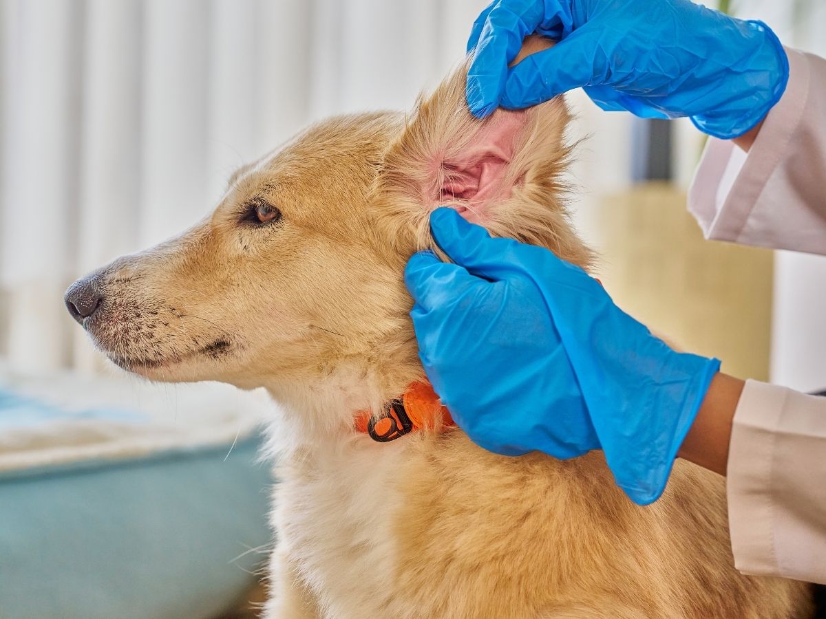 Advance pain management banner A person in blue gloves examines a dog's ear.