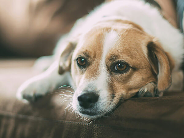 two cats snuggling under a knit yellow blanket