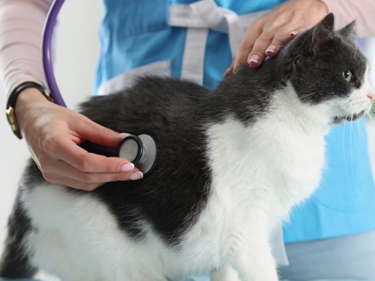 Dr-Vardi-800x960-1 A veterinarian uses a stethoscope to examine a gray and white cat during a check-up.