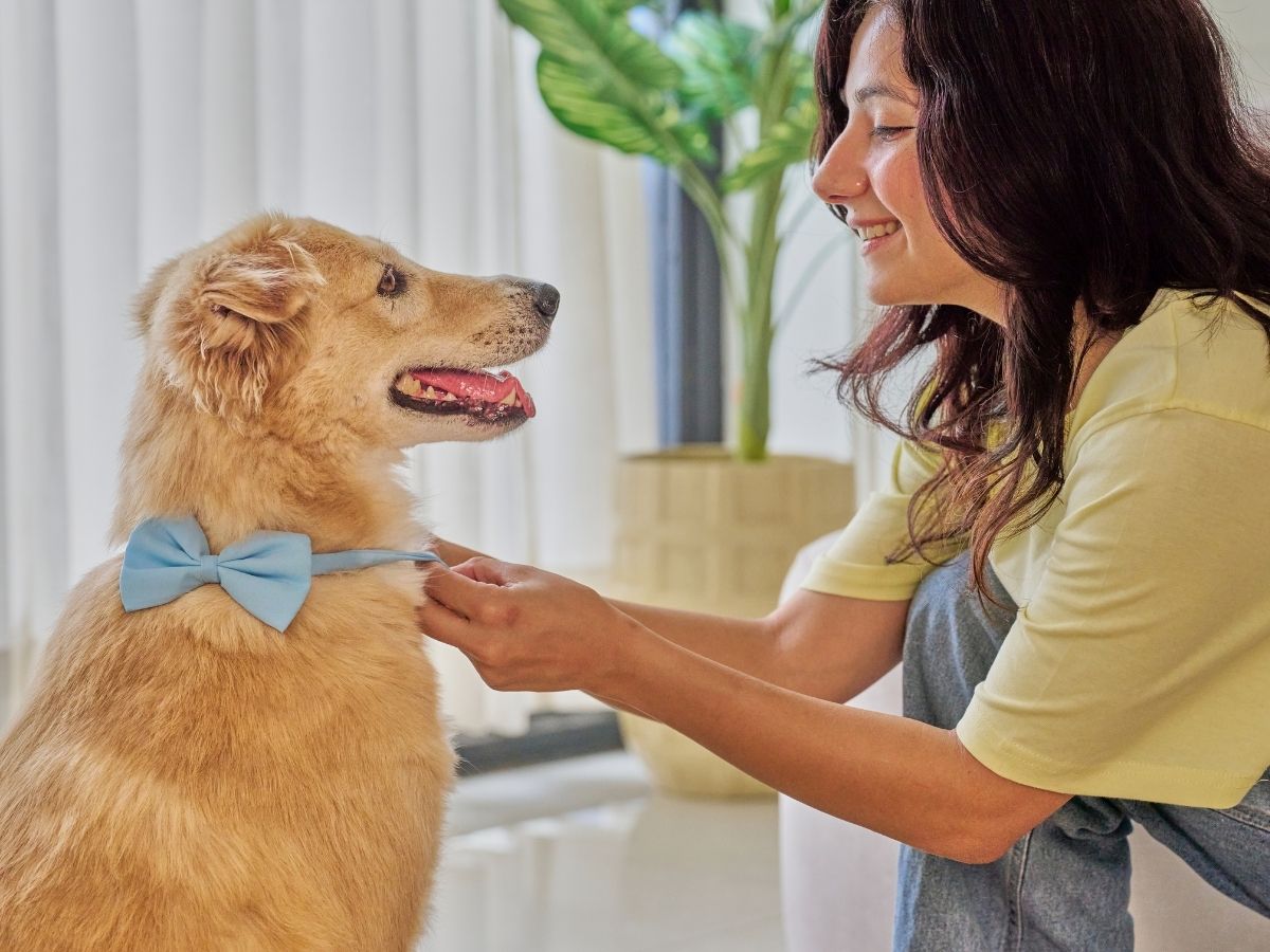 Dermatology banner A person adjusting a light blue bow tie on a golden-colored dog sitting indoors.