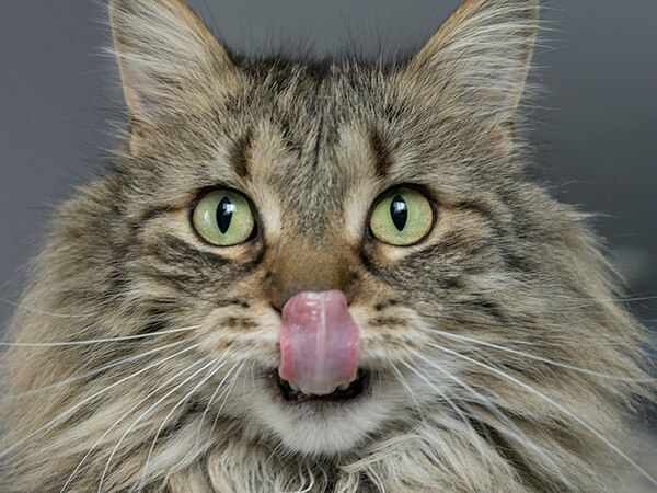 Dog getting cared by the vet in the clinic