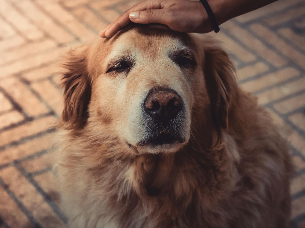 Dr-Vardi-800x960-1 A person's hand gently pets the head of a golden retriever dog sitting on a brick-like ground.