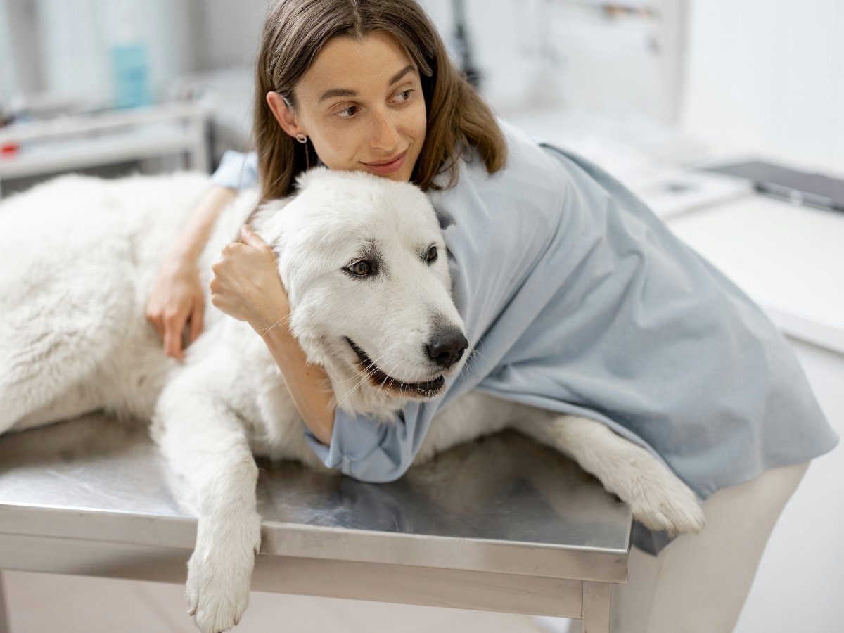 Dr-Vardi-800x960-1 A person gently embraces a large white dog lying on a veterinary examination table.