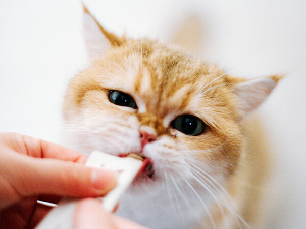Dog getting cared by the vet in the clinic