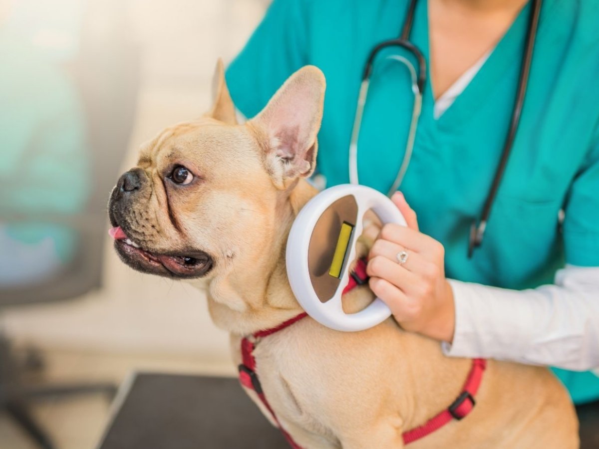 Dr-Vardi-800x960-1 A veterinarian in scrubs uses a scanner to scan a French bulldog wearing a red harness.