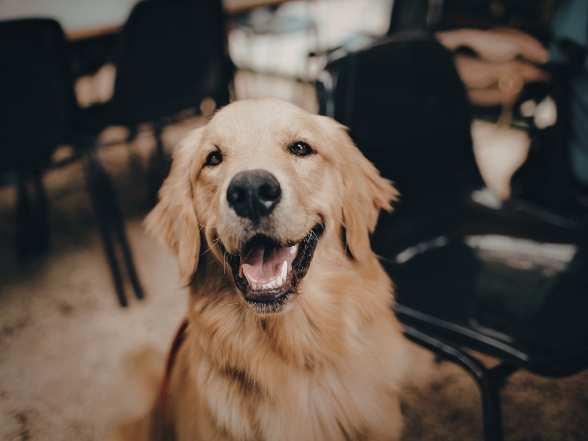 Dr-Vardi-800x960-1 A golden retriever dog with its mouth open and tongue visible, looking directly at the camera. The dog is sitting indoors with dark chairs in the background.