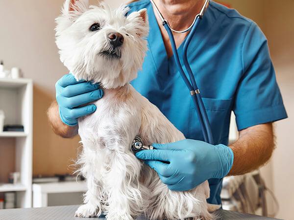 cat wearing a collar outside