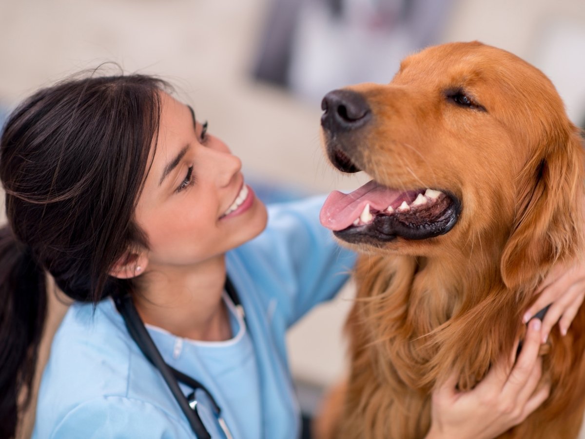 Dr-Vardi-800x960-1 A veterinarian in a blue uniform gently hugs a golden retriever dog, both looking at each other with affection.